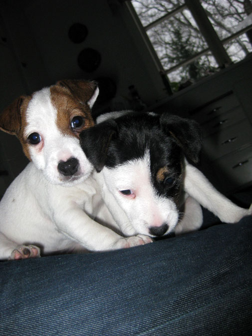 Wilma och Happy poserar