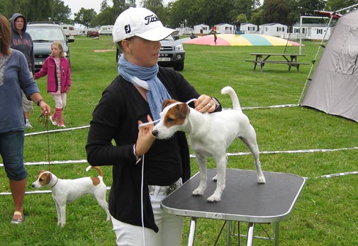Wilma på bordet