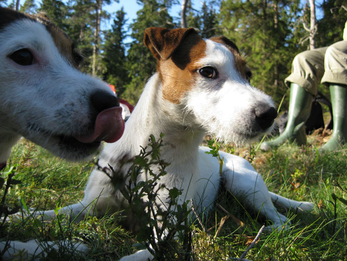 Skogsnymfer