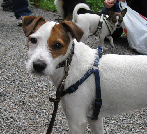 Spårhund